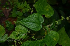 Boehmeria macrophylla